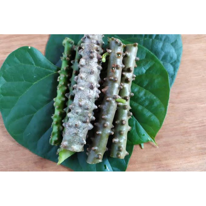 

BATANG BROTOWOLI BATRAWALI PATRAWALI SEGAR 500 gram