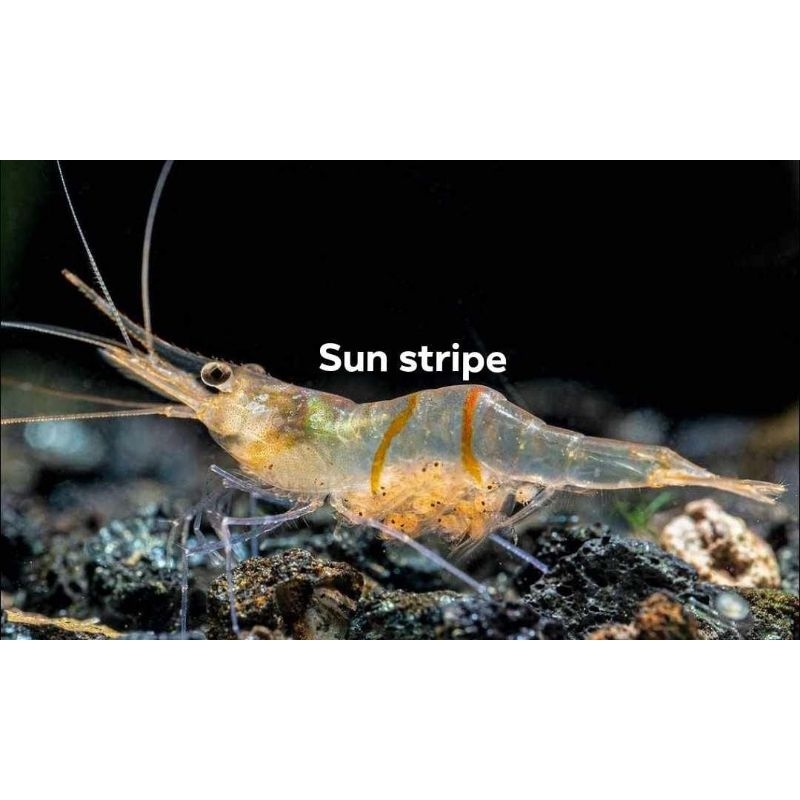 

udang sulawesi/sun strip/udang hias