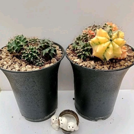 Paket Kaktus Variegata Gymno Miha Gymnocalycium Mihanovichii Cluster Var