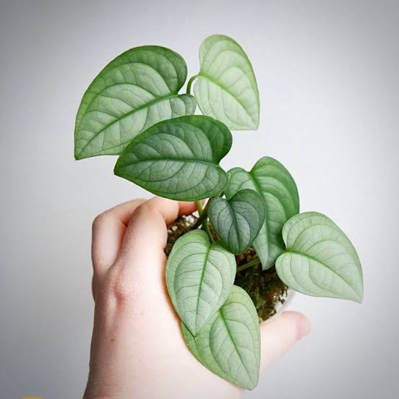 TERMURAH SCINDAPSUS LUCENS