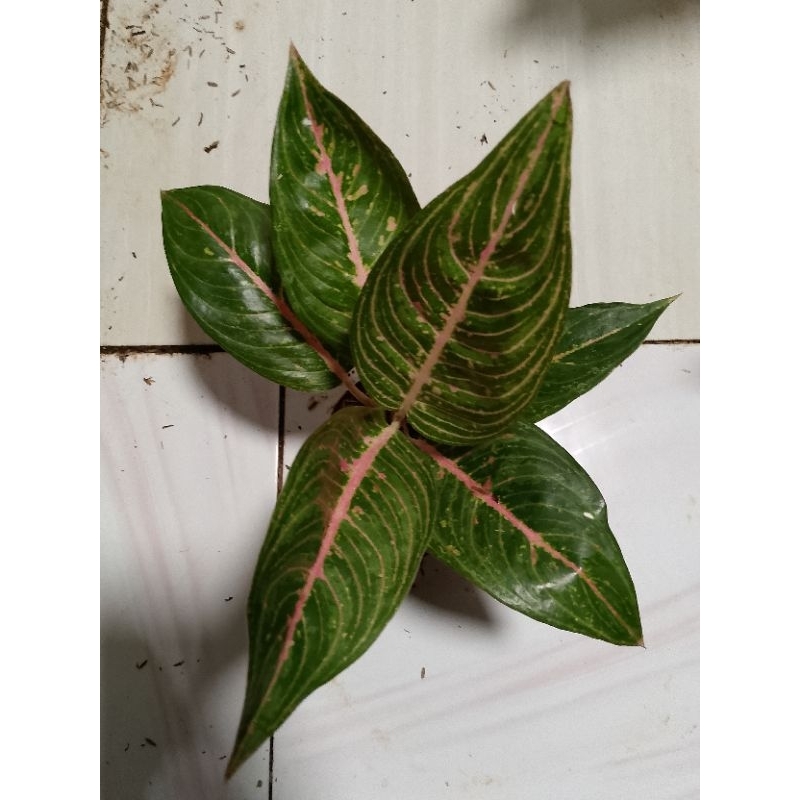 aglonema green legacy