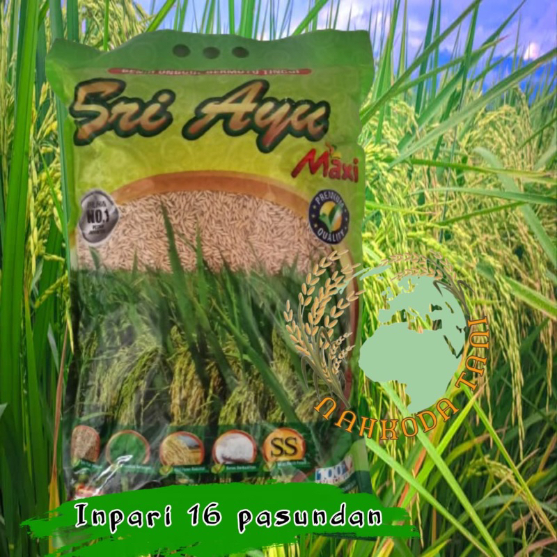 benih padi inpari 16 pasundan 5kg