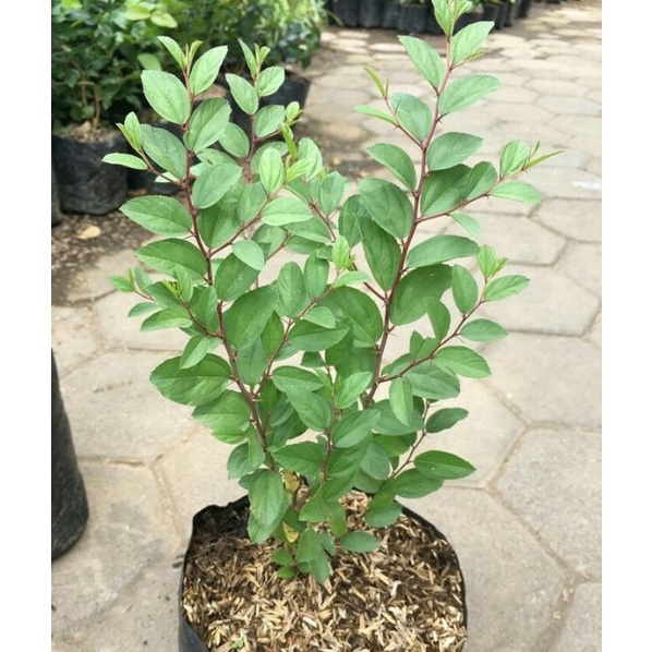 Lihat Disini Pohon bidara arab  Tanaman bidara arab tinggi 34 cm