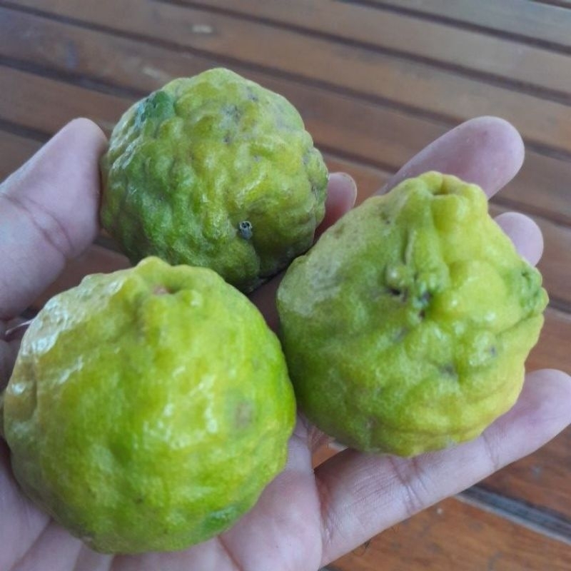 

JERUK PURUT 5 BUTIR Rp 10.000