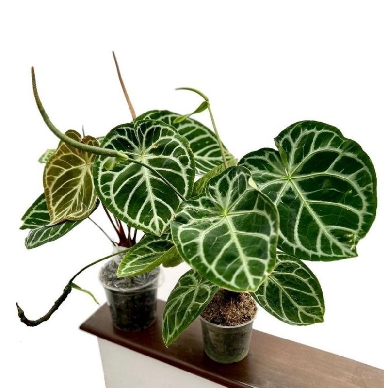 Tanaman Hias Kuping Gajah Mini / pohon hias Anthurium Cristallinum (Tanaman hias hidup indoor murah 