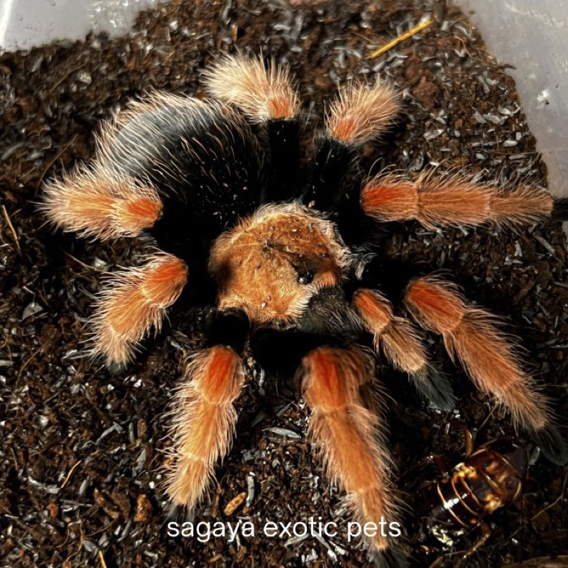 mainan brachypelma boehmei sling