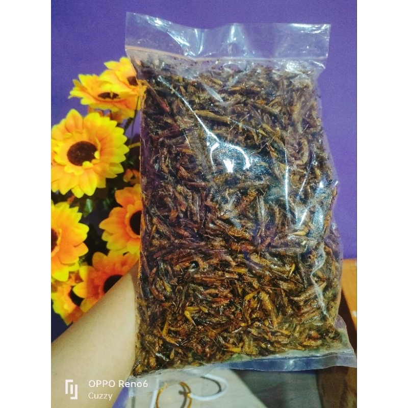 

Belalang UTis 1%2 kg