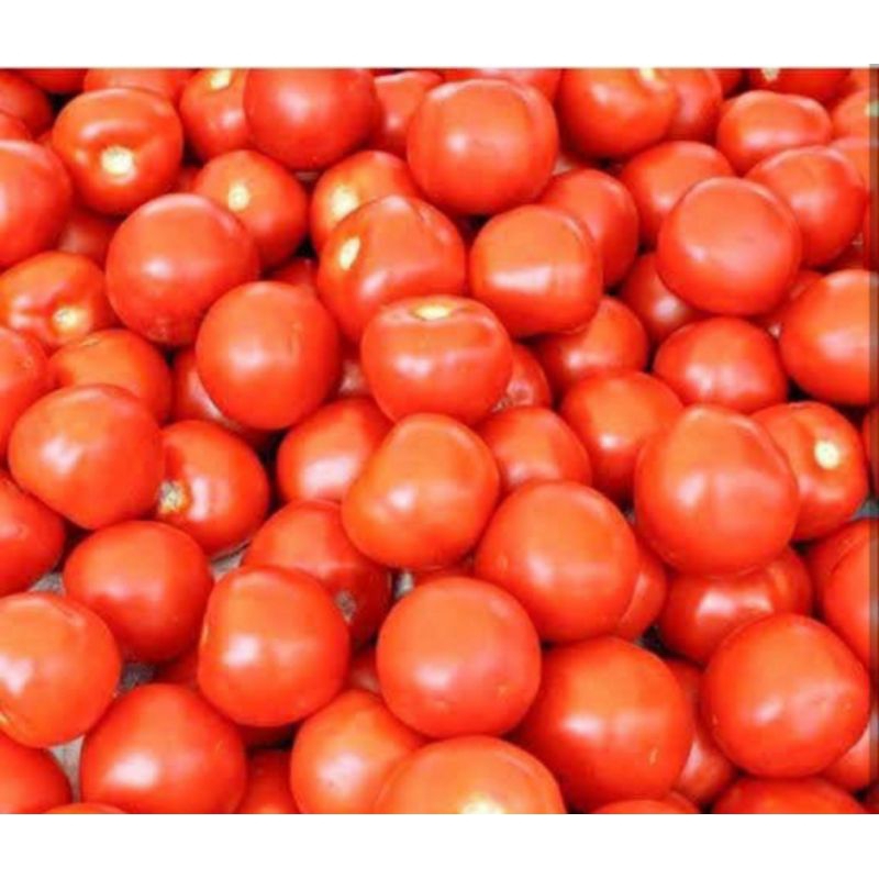 

tomat merah 250gr