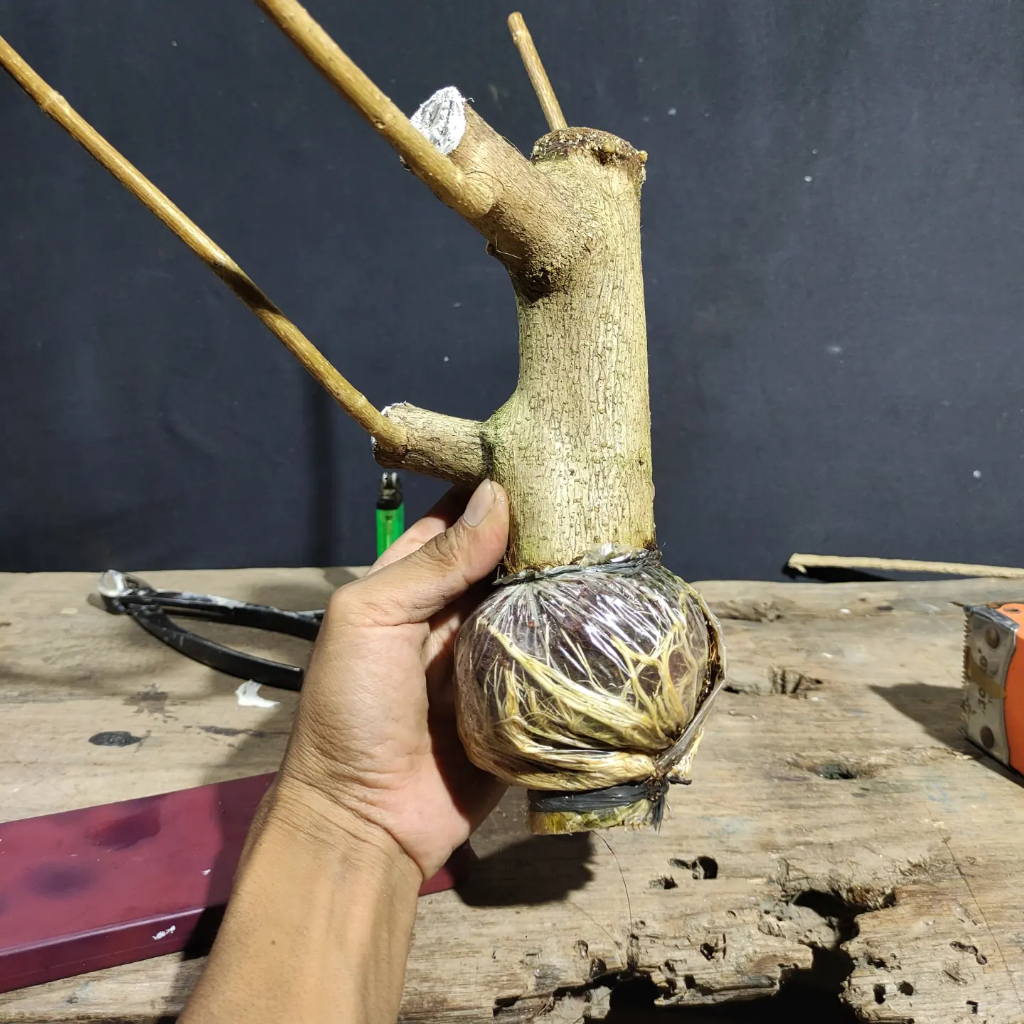 Sancang Cangkokan Batang Besar Semi Jumbo Rawatan Pot Plastik