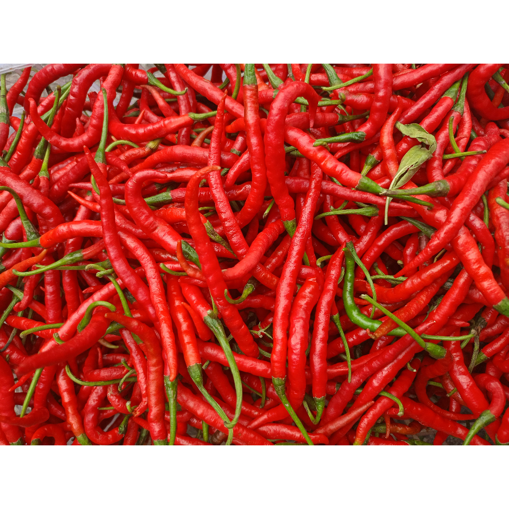 

Cabe Merah Keriting 1kg