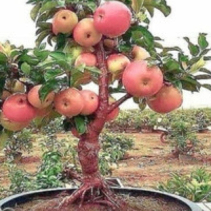 bibit apel fuji cangkok