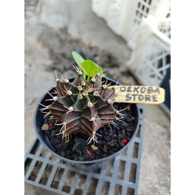 Tanaman hias kaktus gymno miha Yellow Tiger Hybrid