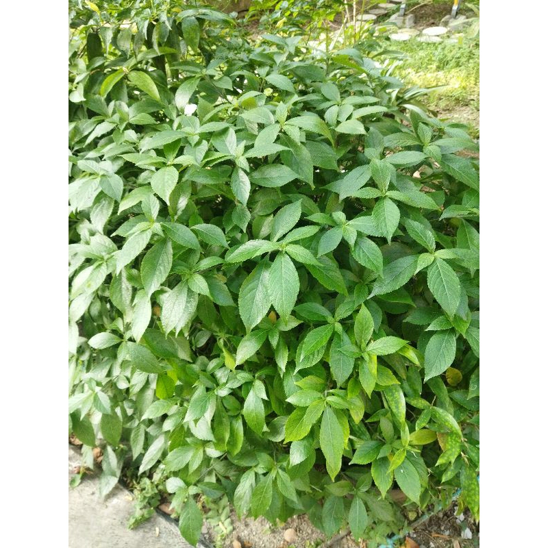 

Daun keji beling pecah beling segar penghancur batu 300gr