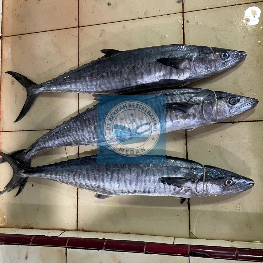 

Ikan Tenggiri Segar per kg