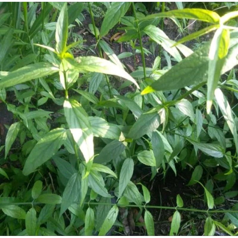 

daun kalingsir /belalai gajah 100gr