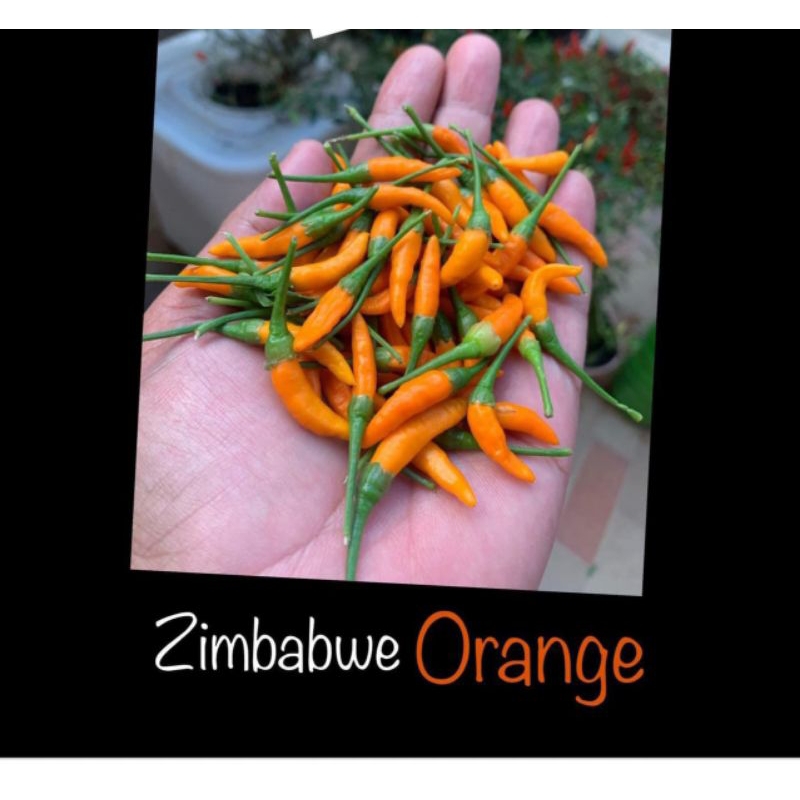 

jual biji cabe zimbabwe orange (biji)