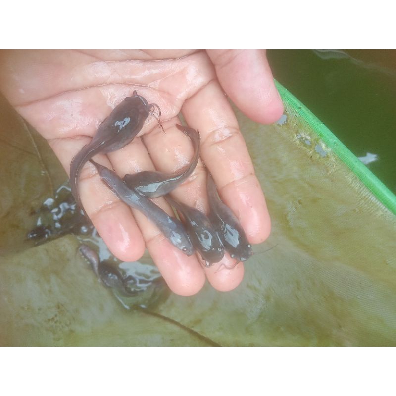 bibit lele jumbo ukuran 6-7cm sesuai stok, realpict
