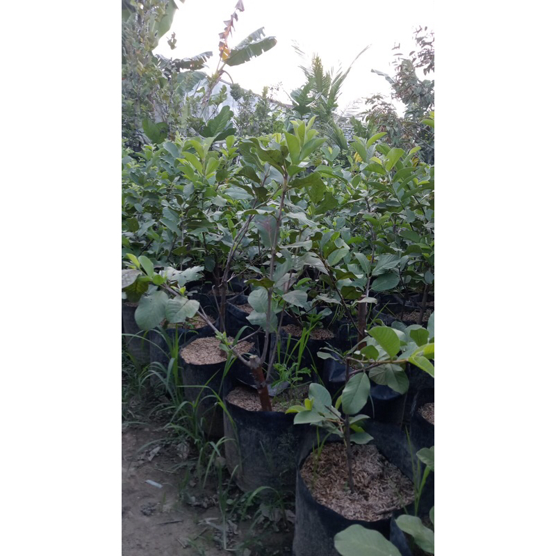 

Jambu kristal merah atau putih tinggi 50-70 cm