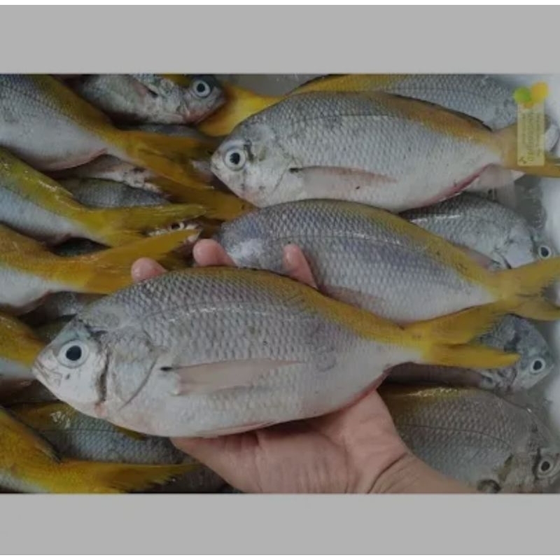 

Ikan ekor kuning 450- 600 gr