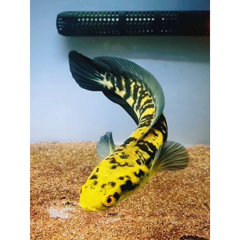 ( COD ) channa Maru yellow sentarum  / Ys uk 20-23 cm