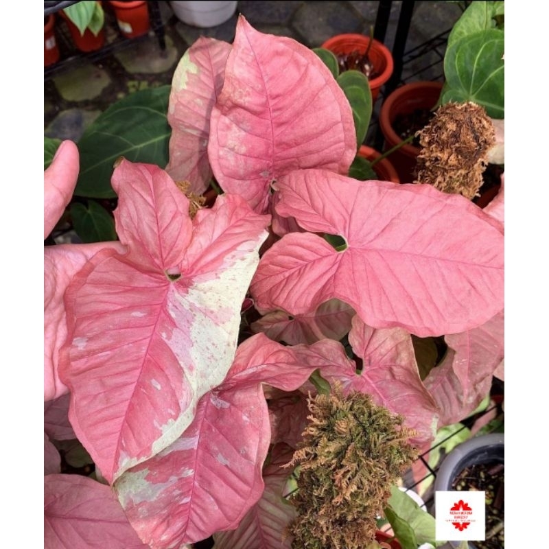 Syngonium Pink Candy-Tanaman Hias Syngonium Pink Candy Remaja 4-6 Daun