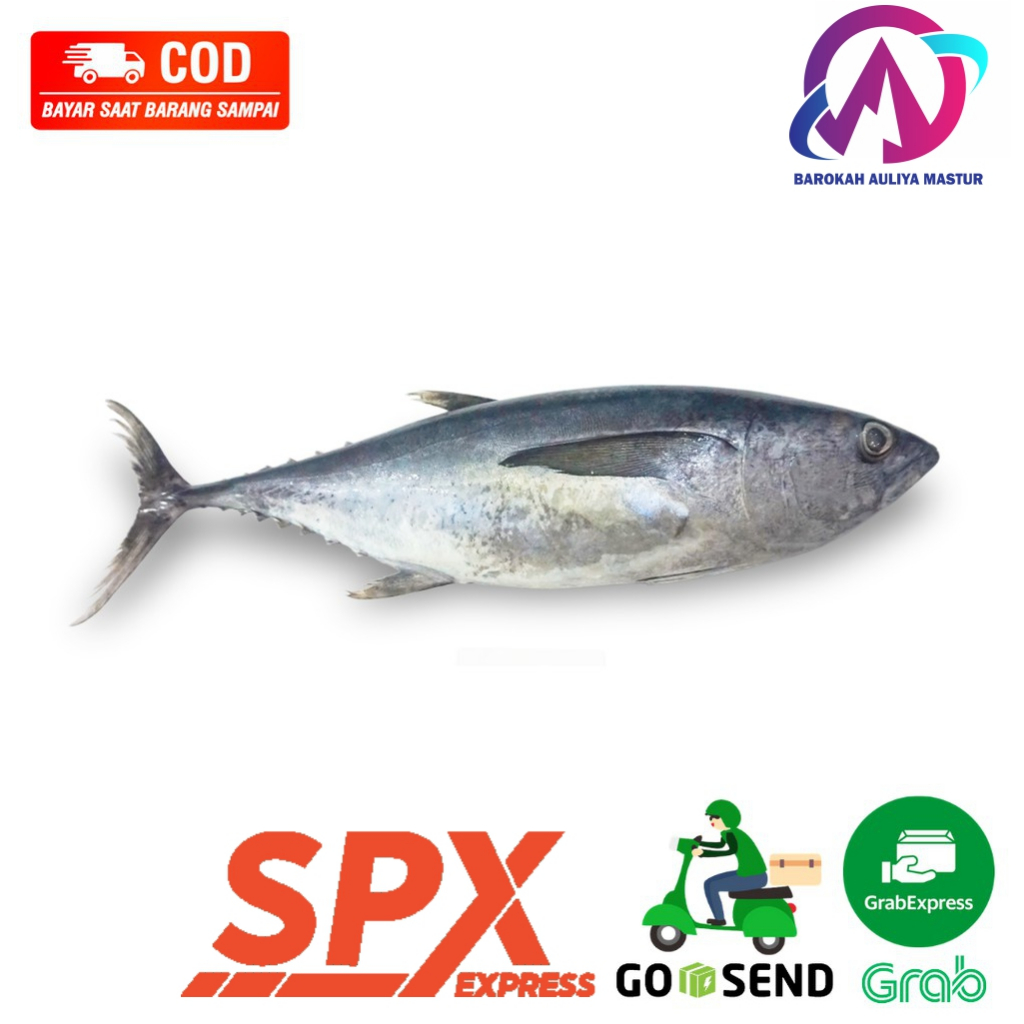 

Ikan Laut Tongkol Ikan Sore Segar 500 Gram Kirim Instan Ikan Segar BAM Pasar Online Murah Padang