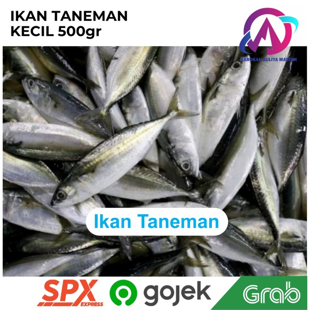 

Ikan Taneman 500 Gram Anak Ikan Kembung Tandeman Ikan Segar Kirim Instan BAM Pasar Online Murah Padang
