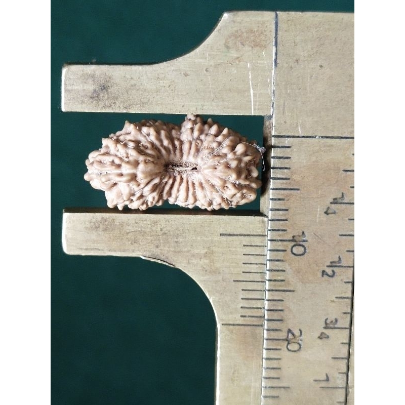 Mukhi 20 original medium size quality a