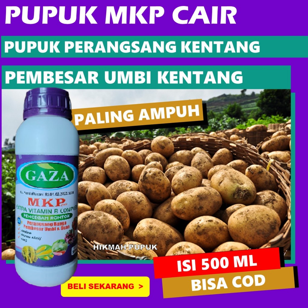 BOOSTER UMBI KENTANG BIAR CEPAT BESAR DAN TAHAN SAAT MUSIM HUJAN MKP CAIR GAZA Pupuk tanaman kentang