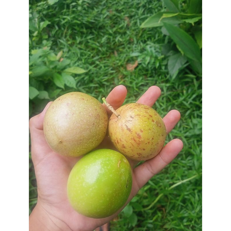 

BUAH MARKISA SEGAR
