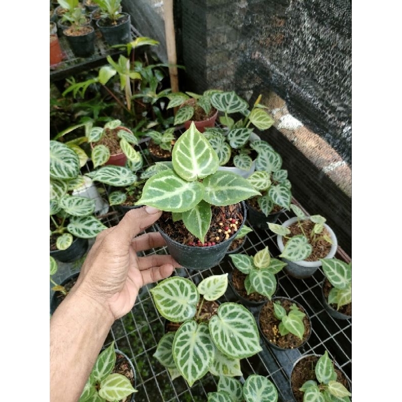 KUPING GAJAH DORAYAKI