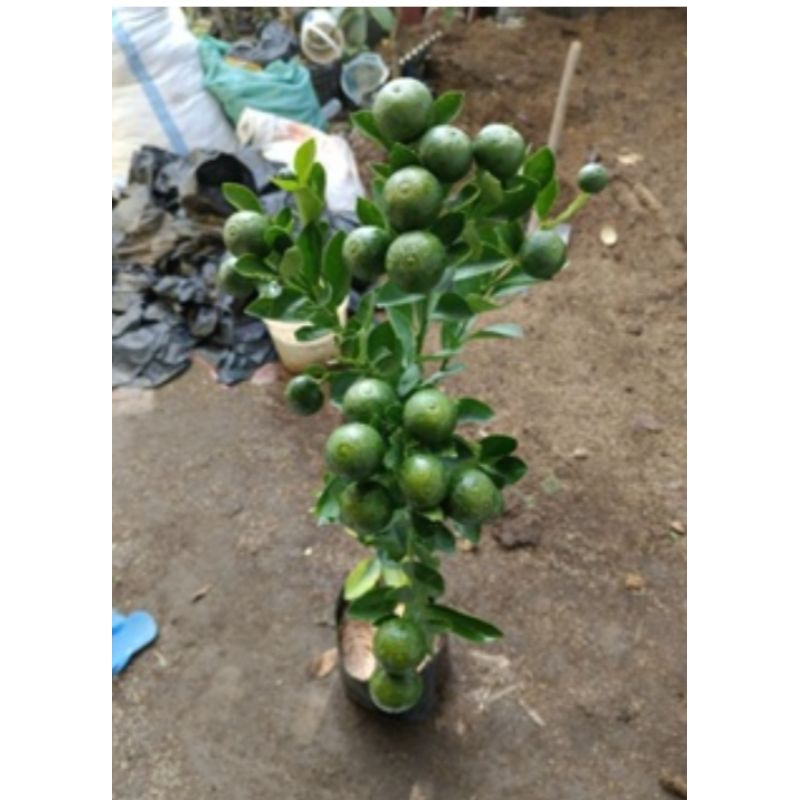 

jeruk santangmadu berbuah