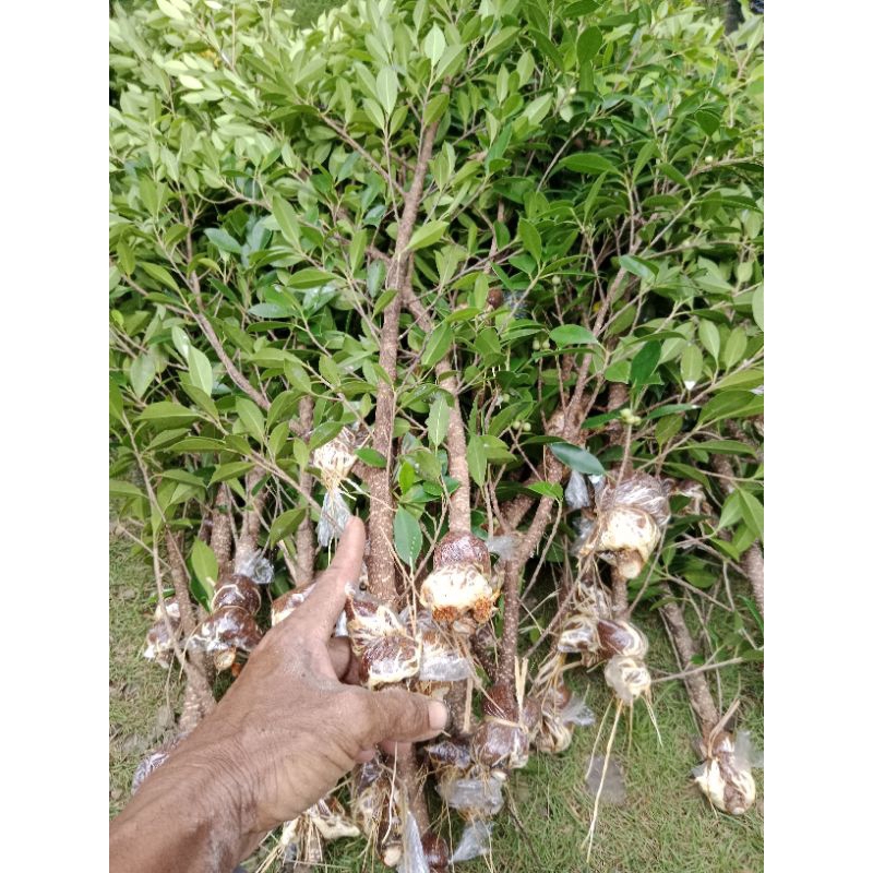 paket kimeng cangkok5 batang jaritelunjuk