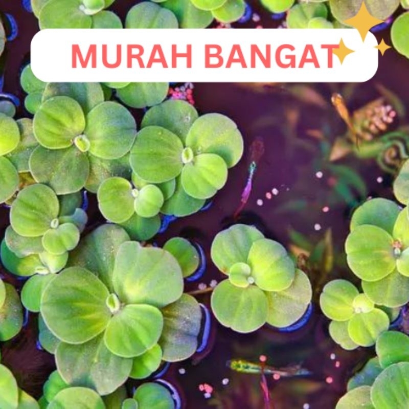 Tanaman eceng gondok / Tanaman air apung / Tanaman air