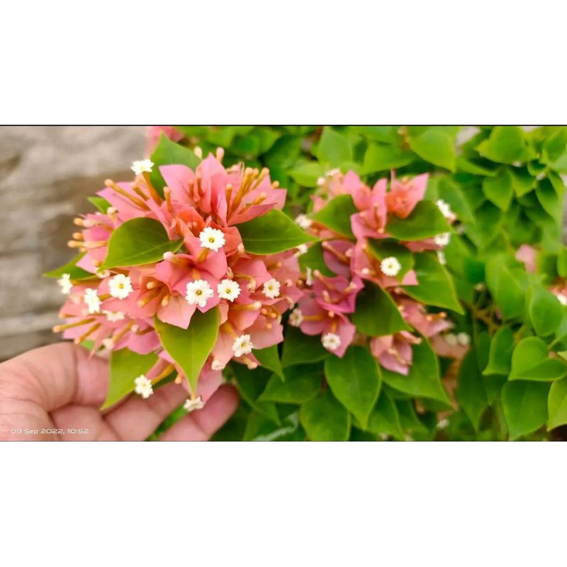 SINGAPORE PEACH BOUGENVILLE 100% ORIGINAL TERMURAH