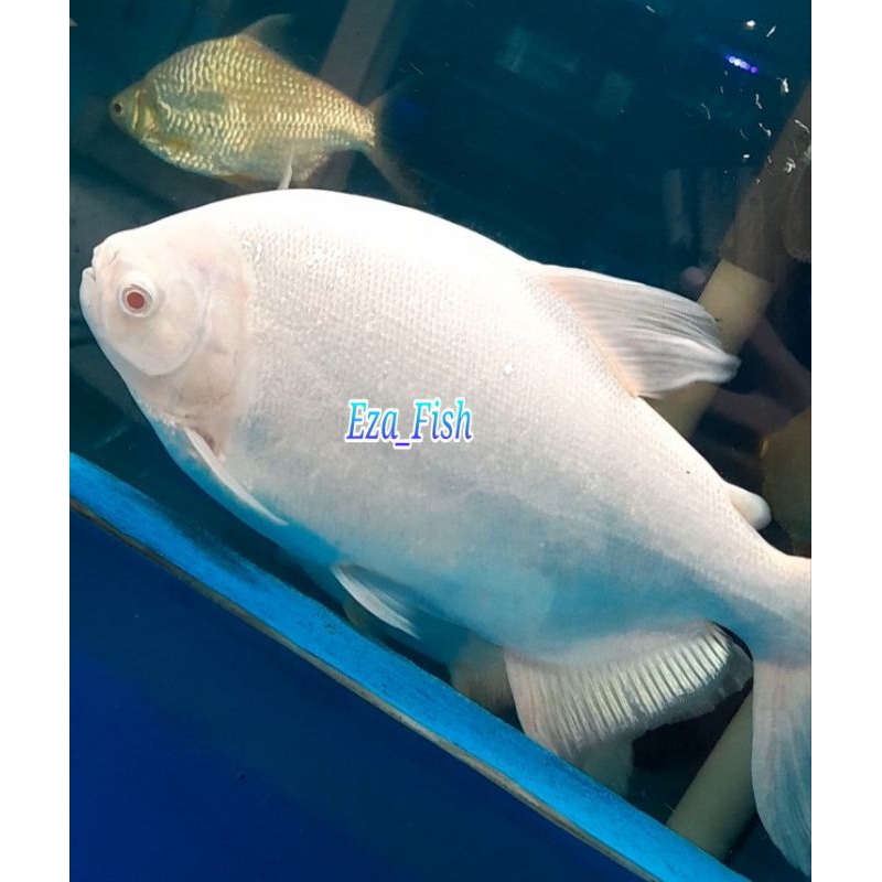 pacu albino ukuran jumbo 28-30cm