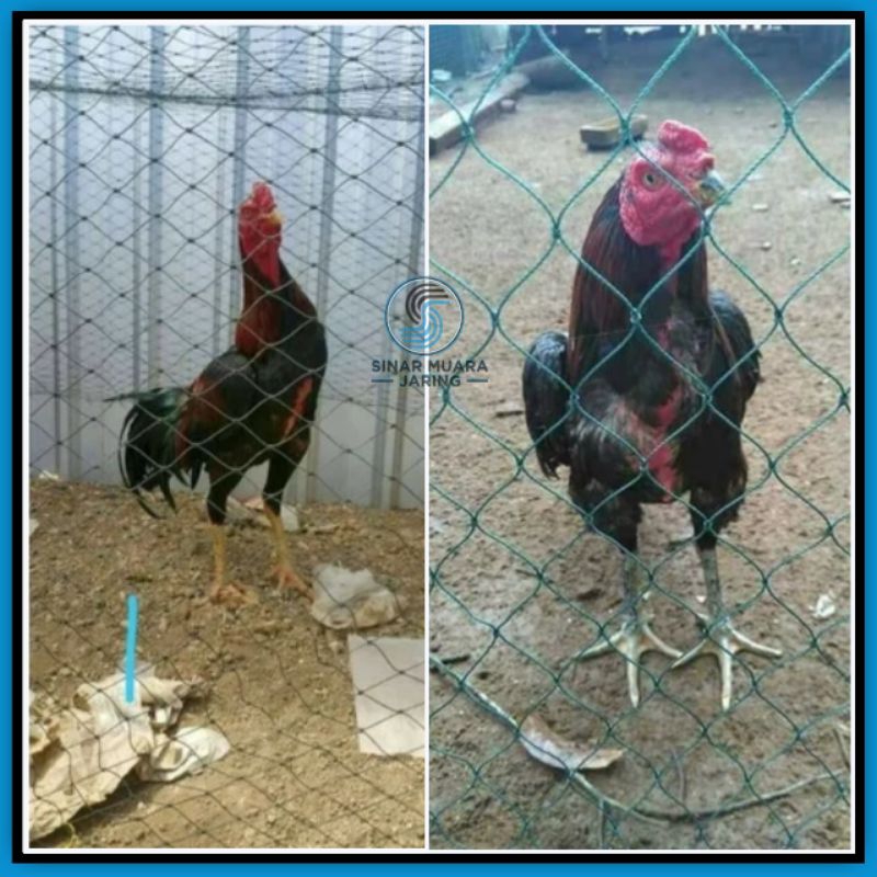 Jaring Pagar Ayam/Jaring Lubang Kecil/Jaring Lubang kecil