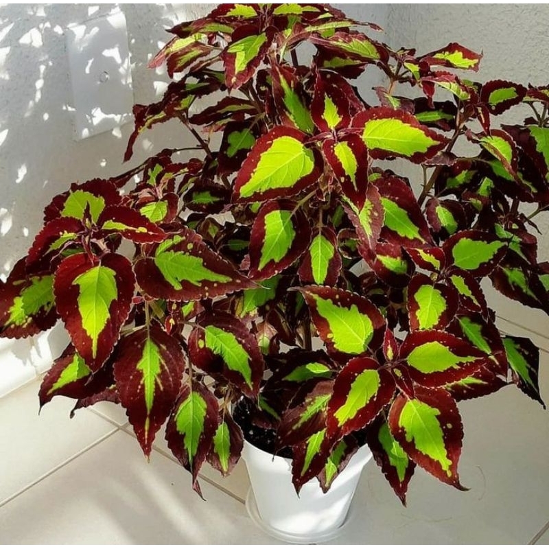 tanaman hias miana/tanaman cantik (tanaman hidup-bunga hidup Besar Rimbun murah-kembang hias asli)