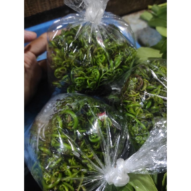 

SAYUR PAKIS KALIMANTAN / PAKIS / JAMIN SEGAR