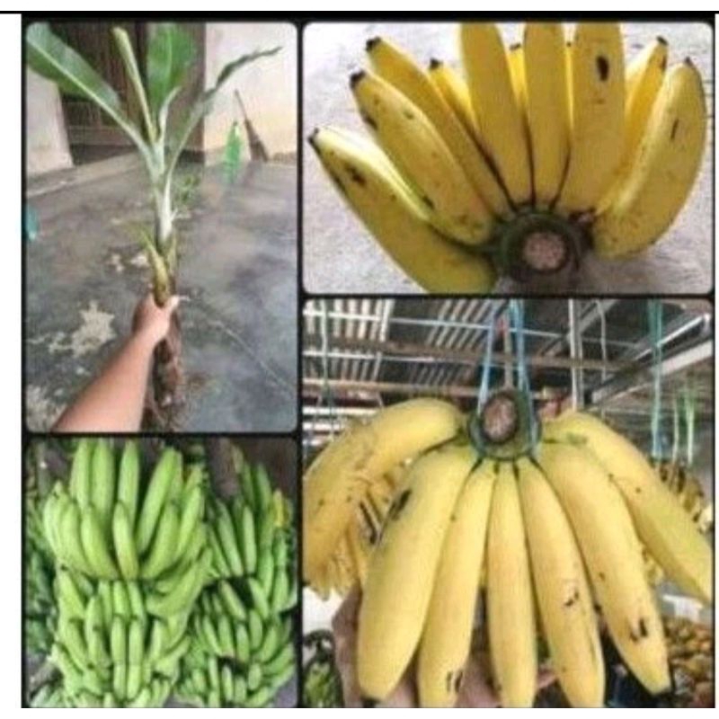 BIBIT PISANG AMBON KUNING SUPER
