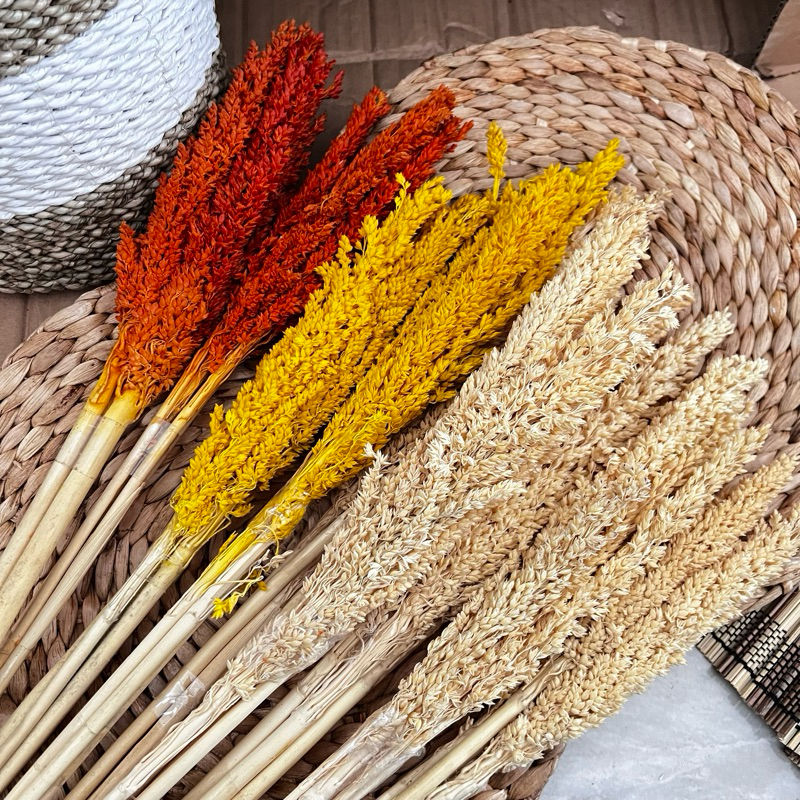 Bunga Chantel Sorgum/Gandum Dried Flower Rustic Dekorasi Aesthetic