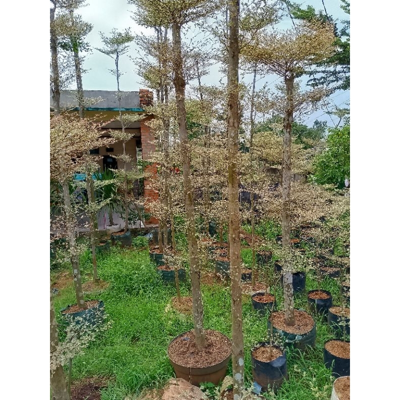 Tanaman hias Ketapang kencana varigata - batang besar tinggi 2 m lebih