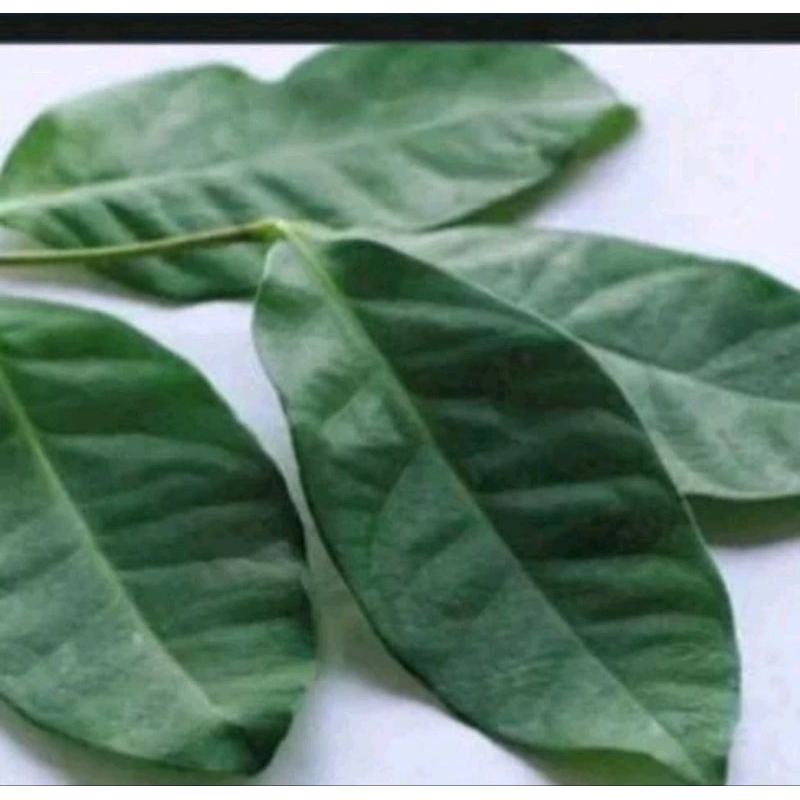 

daun salam pilihan 30 lembar