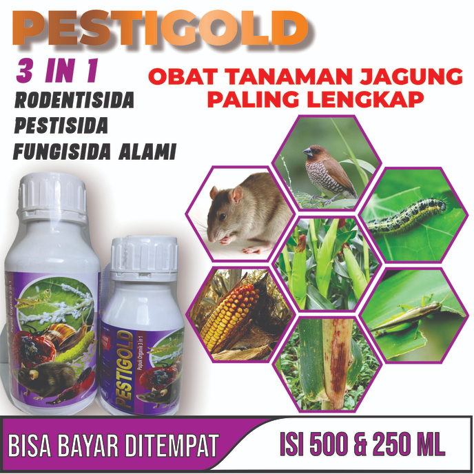 Obat Anti Jamur Kuning Pada Buah Jagung Obat Busuk Buah Pada Jagung Obat Hama Burung Pada Buah jagun