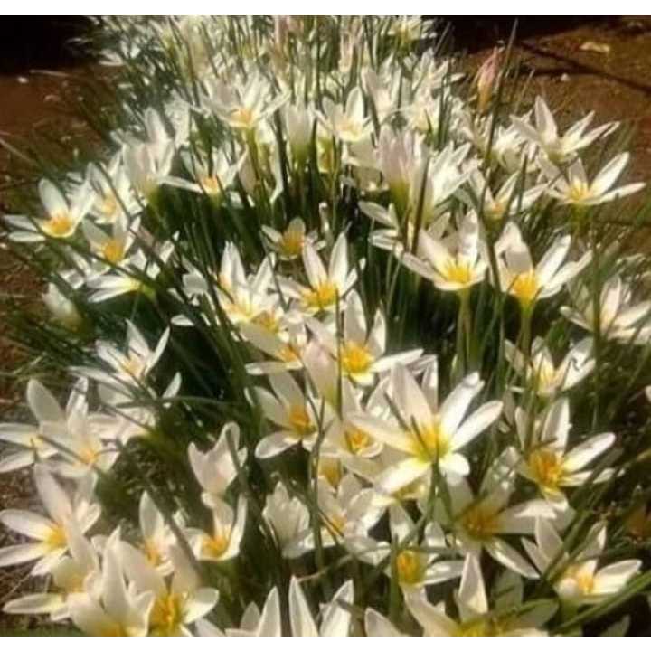 Umbi bonggol bibit tanaman hidup bunga rain lily lilyrain lili hujan  lily lili putih