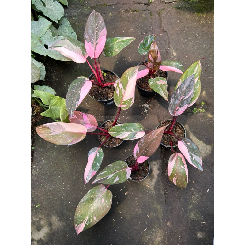 Philodendron Pink Princess Marble