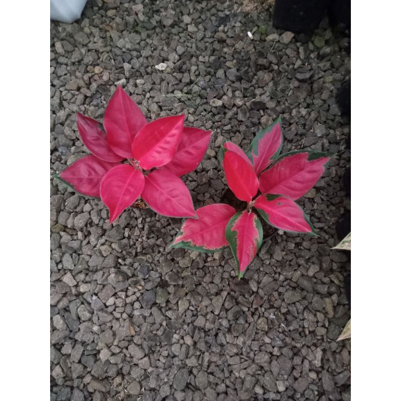 aglaonema Suksom jaipong