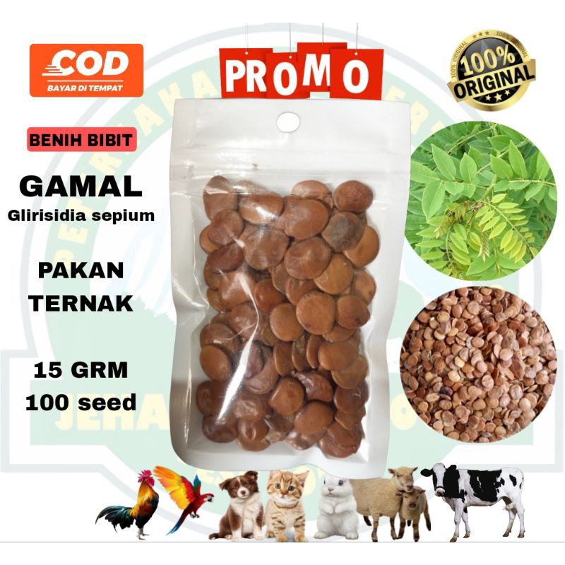Benih gamal 15grm benih biji gamal bibit gamal pakan ternak