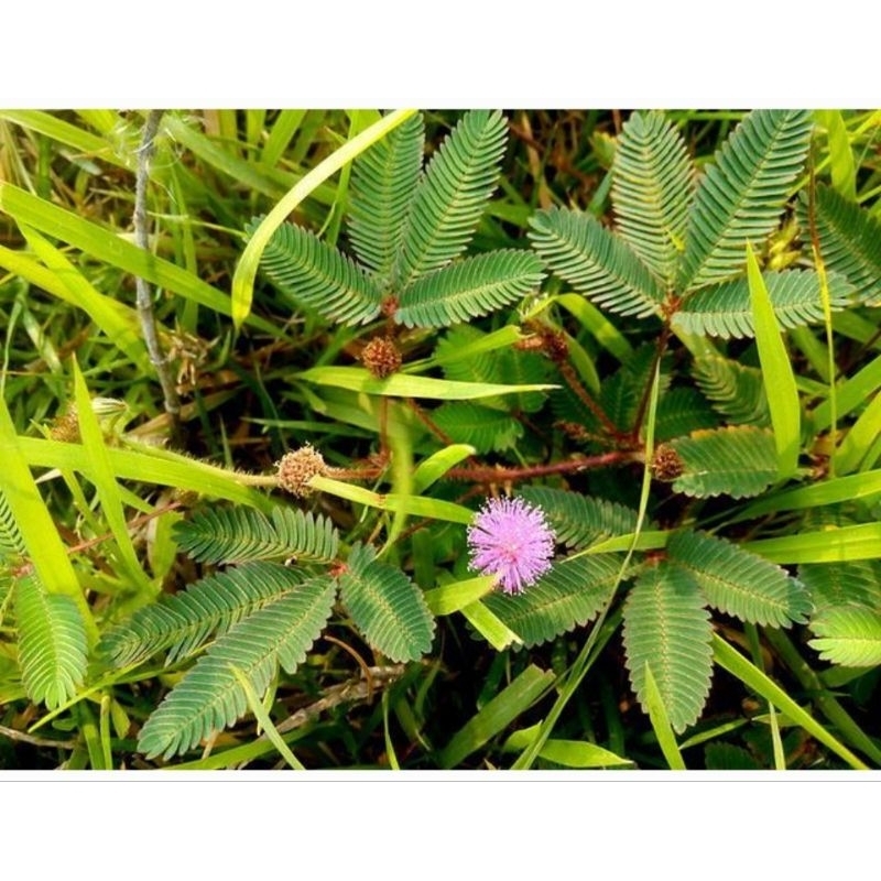 TANAMAN PUTRI MALU DAUN PUTRI MALU OBAT HERBAL