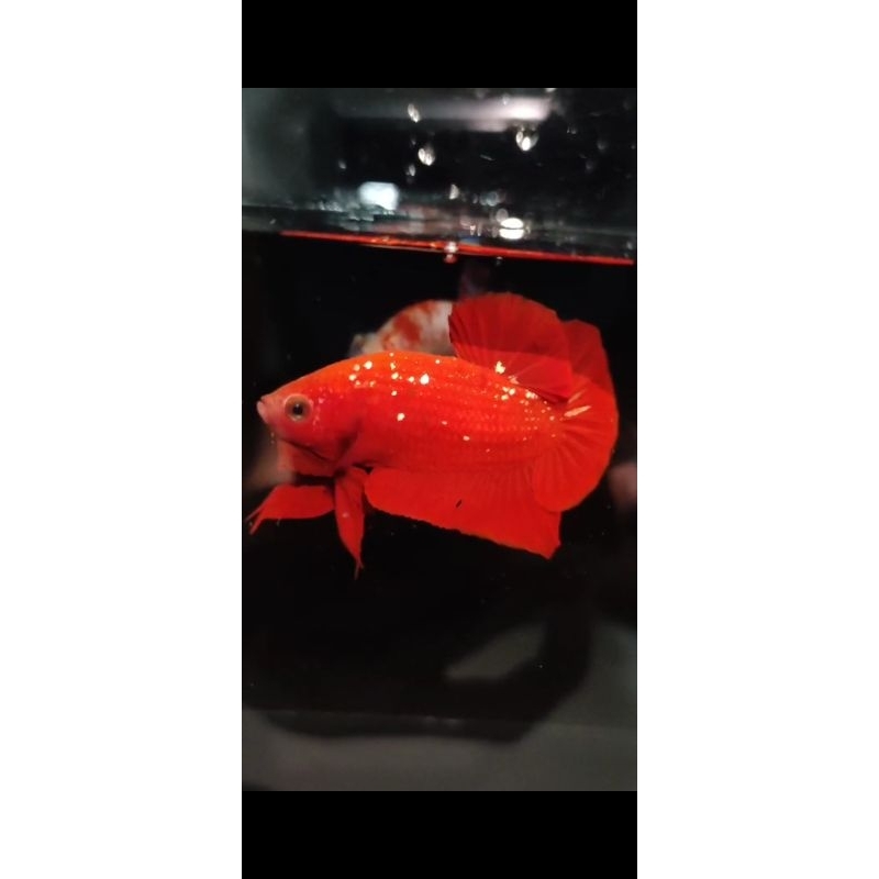 cupang plakat red gold galaxi